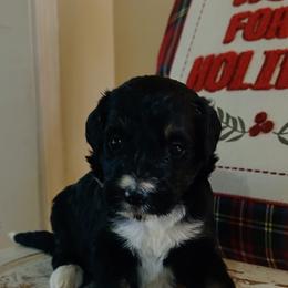 Orange - Tri-color male Bernedoodle puppy in Arabi, Georgia from Huckadoodle Farm