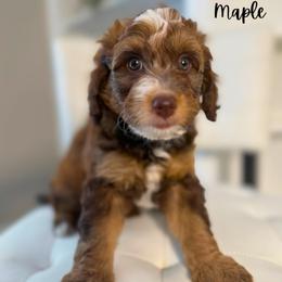Maple - Sable female Bernedoodle puppy in Valdese, North Carolina from Doodling All Day Goldendoodles