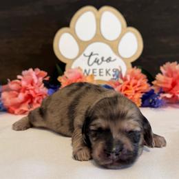 Gill - Dapple male Dachshund puppy in Dothan, Alabama from Little House Pups