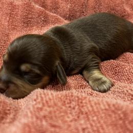 Boy 3 - male Dachshund puppy in Sheridan, Arkansas from Farmhouse Dachshunds