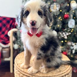 Flannel - male Australian Mountain Doodle puppy in Taylors, South Carolina from Aspen Mountain Doodles LLC