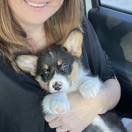 Pembroke Welsh Corgi Puppies from Mill Rock Farms