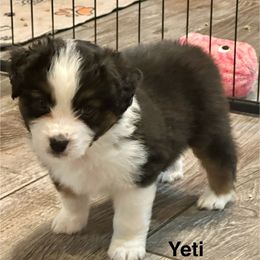 Yeti - Black tri male Miniature American Shepherd puppy in Florseville, Texas from Ashber Farm