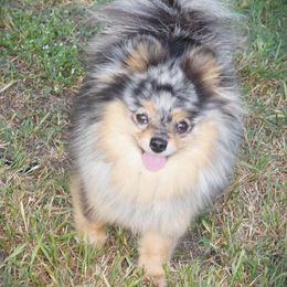 Mariposa - Pomeranian