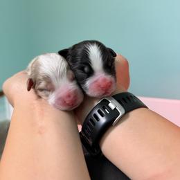 Miniature Australian Shepherd puppies from Bonbelle