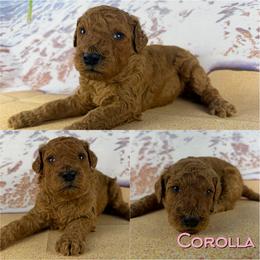 Corolla - Red  female Poodle puppy in Swansboro, North Carolina from Monarch Standard Poodles