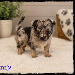 Champ - Merle male Chihuahua puppy in Demorest, Georgia from Sourpatch Chihuahuas