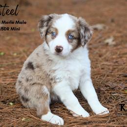 Steel - RMM - Red merle male Miniature Australian Shepherd puppy in Nacogdoches, Texas from TK Standard, Mini, & Toy Aussies