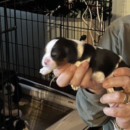 Cavalier King Charles Spaniel Puppies from Foster Cavaliers