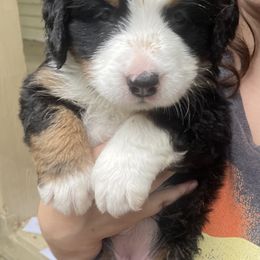 Aspen - Black rust and white female Bernese Mountain Dog puppy in Fountain, North Carolina from Stargirl Bernese Mountain Dogs