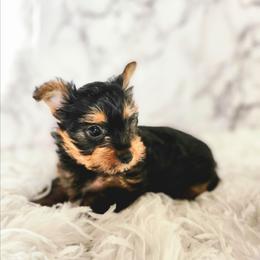 Coachella - Black and tan female Yorkshire Terrier puppy in Sachse, Texas from Ella's Designer Yorkies