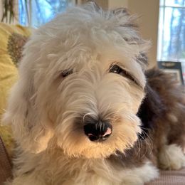 Dark Pink - Sheepadoodle puppy from CelticDoods