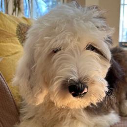Dark Pink - Sheepadoodle puppy from CelticDoods