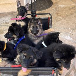German Shepherd Puppies from Brooks High Quality Breeders
