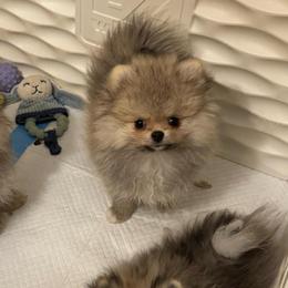 Toby - Cream sable male Pomeranian puppy in North Port, Florida from POMRITA POM’S