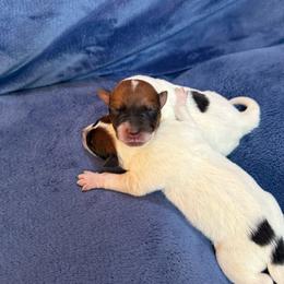 Boy 2 - Red speckled male Australian Cattle Dog puppy in Concrete, Washington from Back Country Australian Cattle dogs