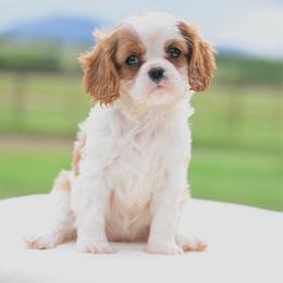 Willow - Blenheim female Cavalier King Charles Spaniel puppy in Lawton, Oklahoma from Lindsey’s Cavies