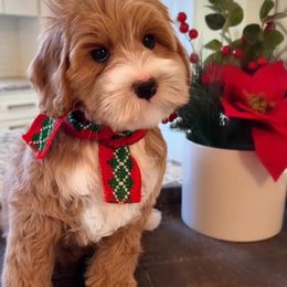 Australian Labradoodle Puppies from Berrybrook Doodles