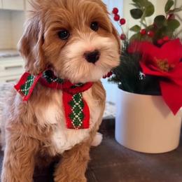 Australian Labradoodle Puppies from Berrybrook Doodles