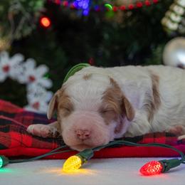 Frost - Parti male Poodle puppy in Fairfield, Illinois from Positively Doodles