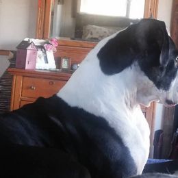 Boxers from NOTELLUMFLAT