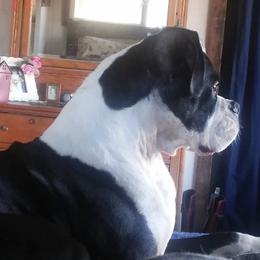 Boxers from NOTELLUMFLAT