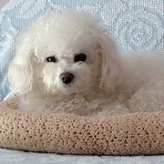 Bologneses from MyDarlingDogs-Rowena