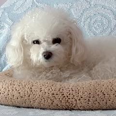 Bologneses from MyDarlingDogs-Rowena