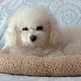 Bologneses from MyDarlingDogs-Rowena