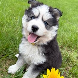 Sunflower - Black and white female Siberian Husky puppy in Sherwood, Oregon from Whiskey River Siberians