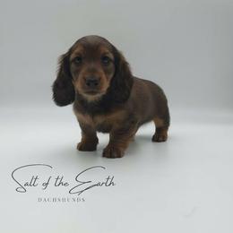 Maroon Collar ON HOLD - Red female Dachshund puppy in Zebulon, North Carolina from Salt of the Earth Dachshunds