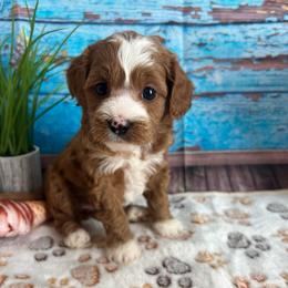 Zara - Red female Cavapoo puppy in Lebanon, Missouri from Danielle’s Doodles