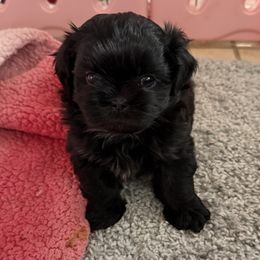 Brooke - Black female Shih Tzu puppy in Tallahassee, Florida from Bows and Bow Ties