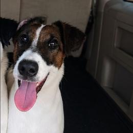 PJ - White black and tan male Smooth Fox Terrier puppy in Lake City, Florida from Providence Kennels