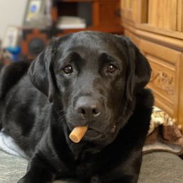 Hoshi - Labrador Retriever