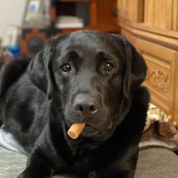 Hoshi - Labrador Retriever