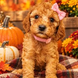 Light pink - Red female Irish Doodle puppy in Madison, Wisconsin from Morningside Doodles