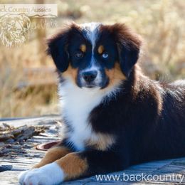 BTF-4 - Black tri female Miniature American Shepherd puppy in Baker City, Oregon from Back Country Aussies