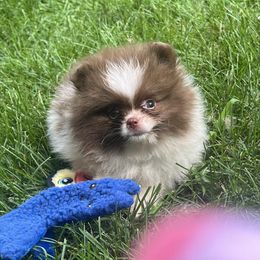 Hot cocoa - Chocolate parti male Pomeranian puppy in Cass City, Michigan from Lil'Fevre Chihuahuas