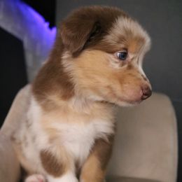 Australian Shepherd Puppies from Kiki's Aussies