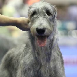 Irish Wolfhounds from Ierne Irish Wolfhounds