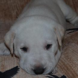 Champion Daddy King - Yellow male Labrador Retriever puppy in Spring Creek, Nevada from Badland Kennel