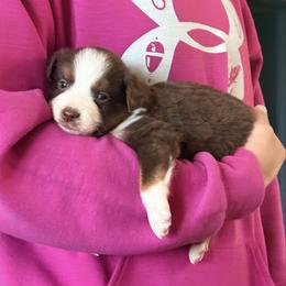 Toby - Red tri male Miniature Australian Shepherd puppy in North Lakeport, California from Wild Rose Ranch