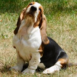 Basset Hounds from Bumpkin Basset Hounds