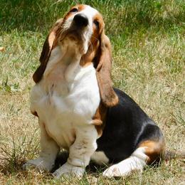 Basset Hounds from Bumpkin Basset Hounds
