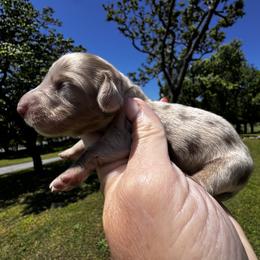Cookie dough - Dapple female Dachshund puppy in Bentonville, Arkansas from T & D Dachshunds by design