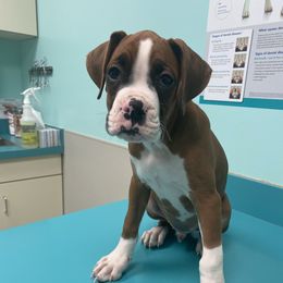 Boxer Puppies from Sand Creek Boxer Kennel