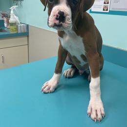 Boxer Puppies from Sand Creek Boxer Kennel