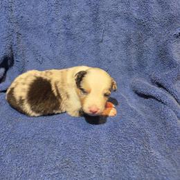 Hurricane - Blue merle female Border Collie puppy in Menasha, Wisconsin from Little Rose Retrievers
