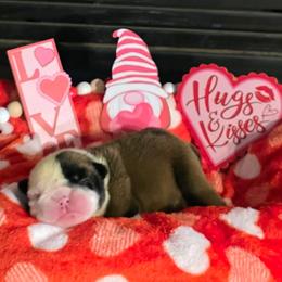 Sassy - Red and white female Bulldog puppy in Villa Rica, Georgia from Red Clay Bullies